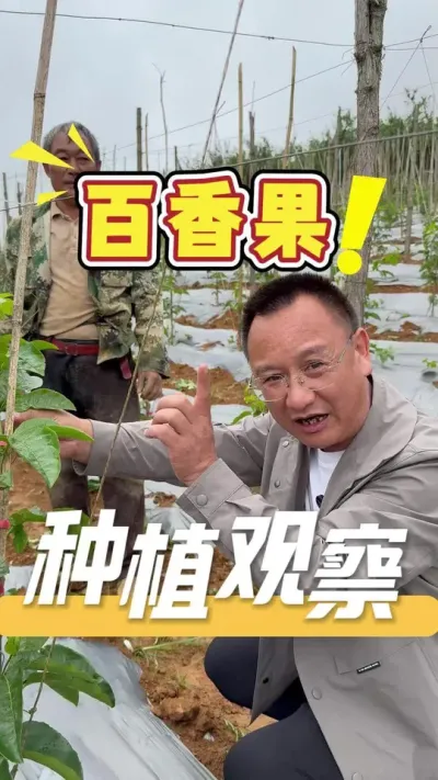 全程跟着我们的方案走，栽出来的百香果，相比去年好了很多，苗况也非常好。#百香果#农业技术推广#农业种植#三农