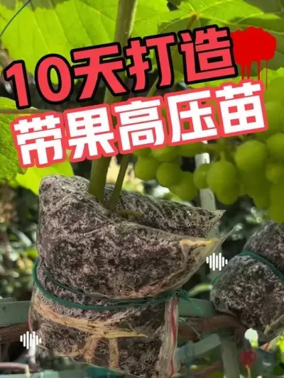 如何快速得到一棵高压苗？不用生根剂、不用环割，挑战10天快速生根。#葡萄高压繁殖 #寒香蜜
