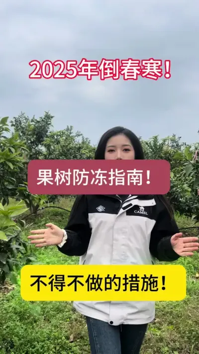 2025年倒春寒，果树防冻的措施详解！不要错过哦～#柑橘种植 #倒春寒 #果树管理 #服务三农支持三农