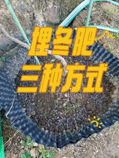 盆栽、地栽埋冬肥三种方式。无花果、葡萄果树施冬肥#埋冬肥 #葡萄 #无花果