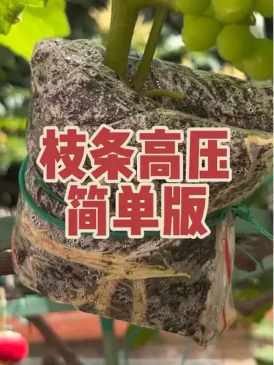 葡萄无花果枝条高压简单版，使用一次性密封袋加椰糠，进行高压繁殖。#高压教程#枝条高压#葡萄高压