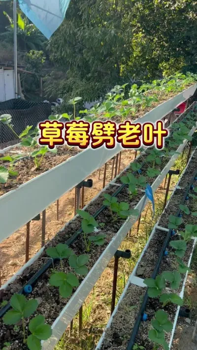 草莓根系养旺盛了，可以劈老叶了#盆栽草莓 #家庭种植 #种草莓 #内容启发搜索