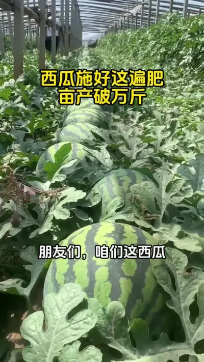 #西瓜种植 #西瓜施肥#西瓜高产#西瓜管理