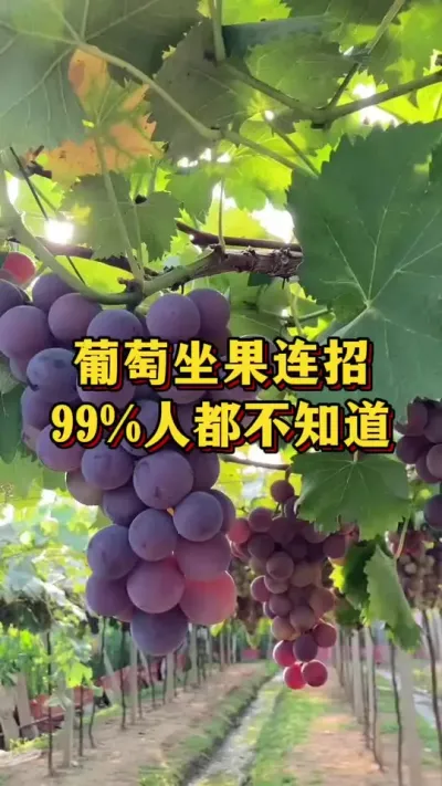 葡萄坐果率连招，99%人都不知道#优质农产品 #三农 #葡萄种植