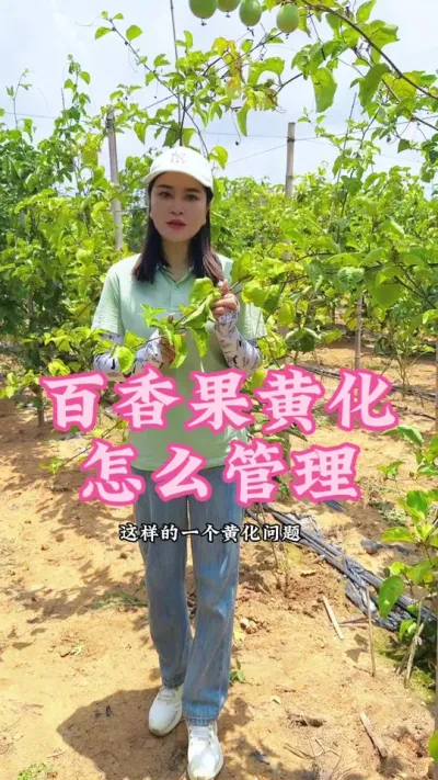 百香果黄化问题如何治疗，一个视频告诉你！#乡村守护人 #三农 #新农人计划 #百香果#我的乡村生活 @抖音小助手 @DOU+小助手