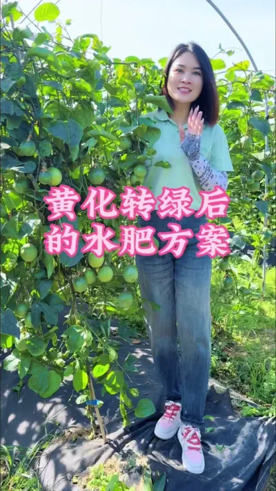 板桥庄总的基地从黄化转绿到后期都是用我们施康禾一号的方案走！#乡村守护人 #支持三农扶持三农发展 #抖音助农扶农 #新农人计划2024 #百香果 @抖音小助手 @DOU+小助手