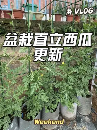 盆栽直立西瓜生长情况更新。新手第一年种西瓜，目前还没有翻车。#盆栽西瓜#军训西瓜