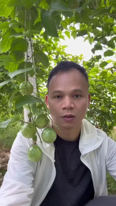 第一批果亏本了，还要继续投入么#种百香果 #黄金百香果种植技术 #种植技术 #百香果种植技术 #三农流量扶持计划