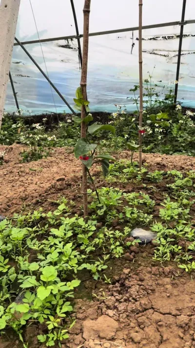 刚下种的小苗如何进行施肥操作#种百香果 #农业技术推广