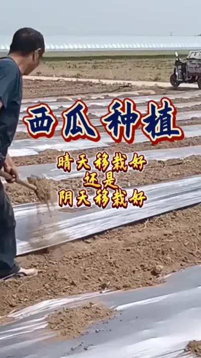#西瓜种植 #增产增收才是硬道理 #施肥