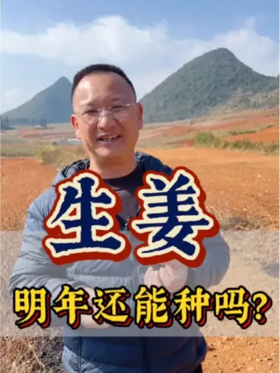 生姜种植 明年姜价会怎样呢？能赌一把吗？农业前景好，入行需谨慎啊！#农业 #三农 #农业种植 #姜 #姜价预估