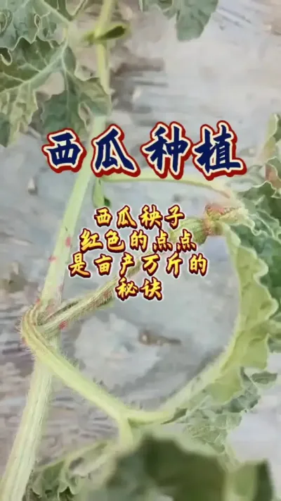 #增产增收才是硬道理 #病虫害防治 #西瓜种植 #西瓜种植基地