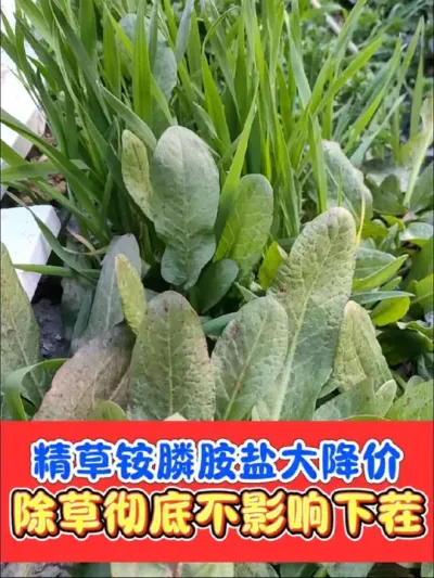 精草铵膦胺盐更划算啦，灭生除草剂精草铵膦胺盐再也不用买贵了#农资肥料 #三农种植 #除草剂 #精草铵膦铵盐 #精草铵膦铵盐除草剂