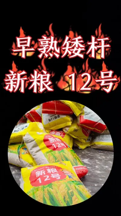 矮杆早熟洁田粳稻新粮12号，现货到店，抢购开始#农资肥料 #水稻种植 #水稻 #高产水稻品种 ##三农种植