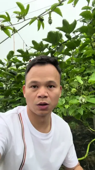 要从专业的角度去分析百香果种植养分调整#农业种植技术 #百香果种植 #种植技术