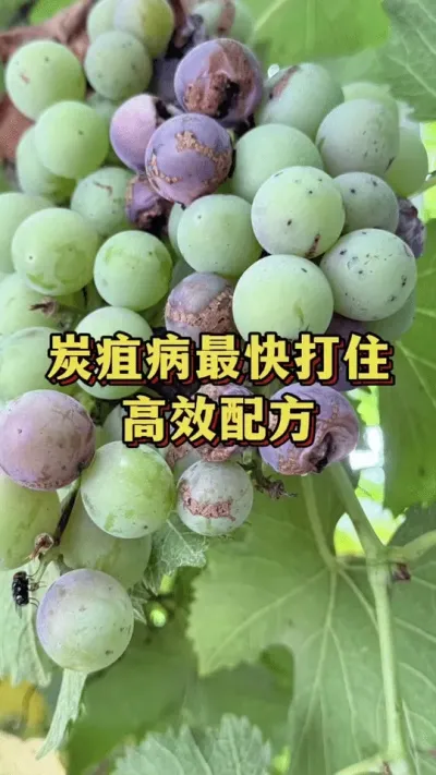 炭疽病最快打住，高效配方#优质农产品 #三农种植 #葡萄种植