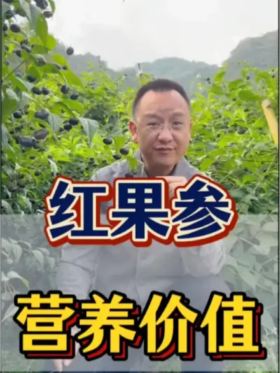红果参 红果参的营养价值，直接就是妥妥的花青素呐。#农业 #三农 #红果参 #花青素 #水果