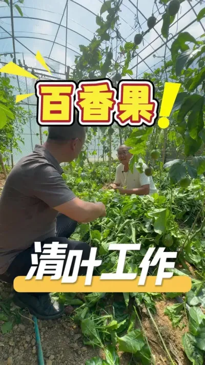 百香果的清叶工作一定要做好，确保后续二次结果有好收成。#百香果#种植小技巧#种植管理#农业技术推广