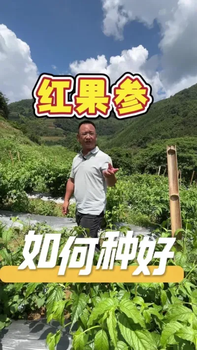 30块钱一公斤的红果参，到底要如何管理才能种好？#红果参#农业种植管理#农业种植技术#农业服务