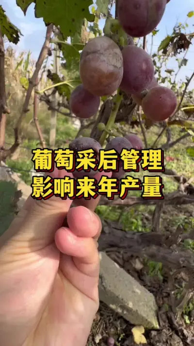 葡萄采后管理，影响来年产量#果树种植 #葡萄种植 #葡萄