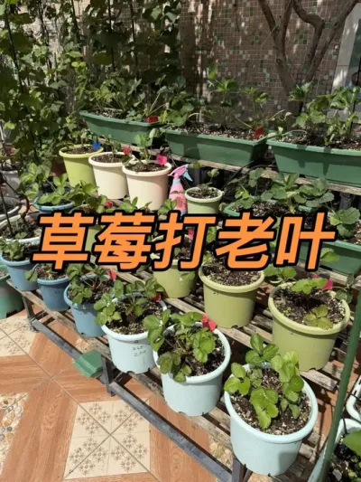 草莓苗到家满月了，准备做三件事情&hellip;#盆栽草莓#草莓打老叶