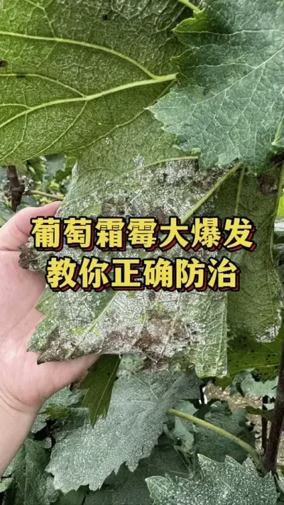 葡萄霜霉大爆发，教你正确防治#葡萄种植 #种植小技巧