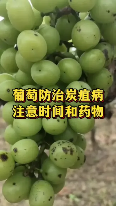 葡萄防治炭疽病，注意时间和药物#农业种植 #优质农产品 #葡萄种植