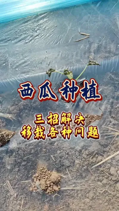 #增产增收才是硬道理 #西瓜 #西瓜种植