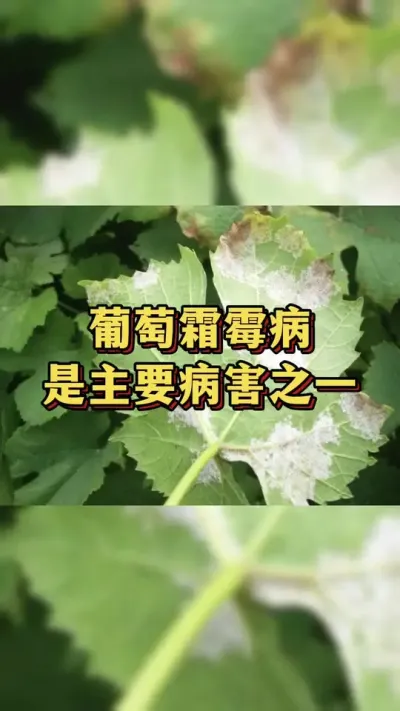 葡萄霜霉病，是主要病害之一#农业种植 #三农 #种植小技巧