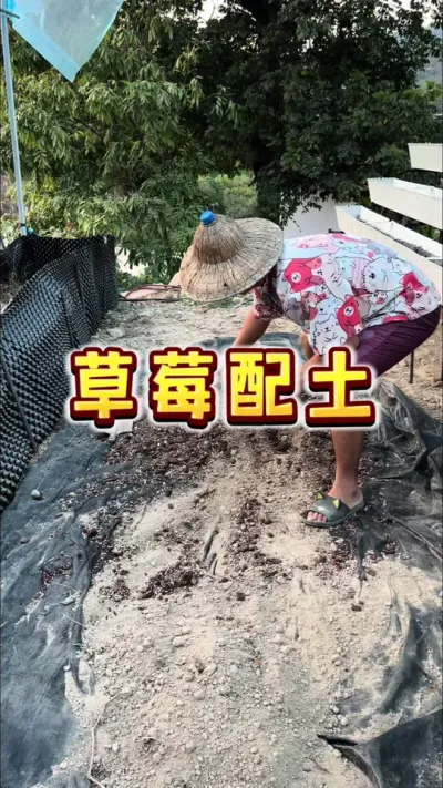 草莓配土 草莓先配好土，晒一晒，降温了再种，等30度，真的没必要急#盆栽草莓 #家庭种植  #种植小技巧 #我的农村生活 #三农