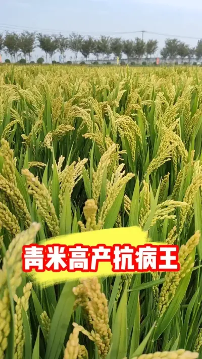 一级青米高产洁田抗病圣稻22 #圣稻22 #高产水稻 #水稻品种 #水稻种植 #抖音助农