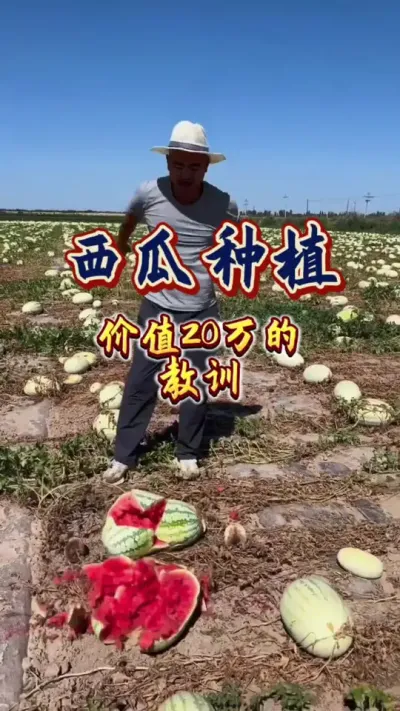 #西瓜种植#西瓜管理 赶赶紧来看看吧，这个20万的教训是不是你正在进行中