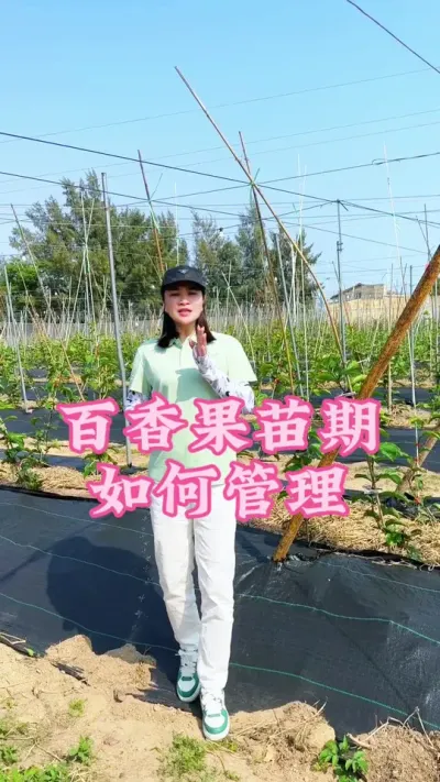 百香果苗期我们该如何管理呢？#乡村守护人 #三农 #我的乡村生活 #抖音助农 #百香果@抖音小助手 @DOU+小助手