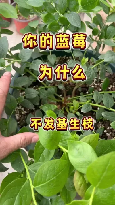 家里种棵蓝莓小苗，怎么多发基生枝，让蓝莓又大棵又丰产？#盆栽蓝莓 #盆栽果树 #楼顶果园 #内容启发搜索  #蓝莓自由