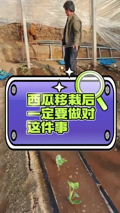 #西瓜种植 #增产增收才是硬道理 #移栽#生根壮苗