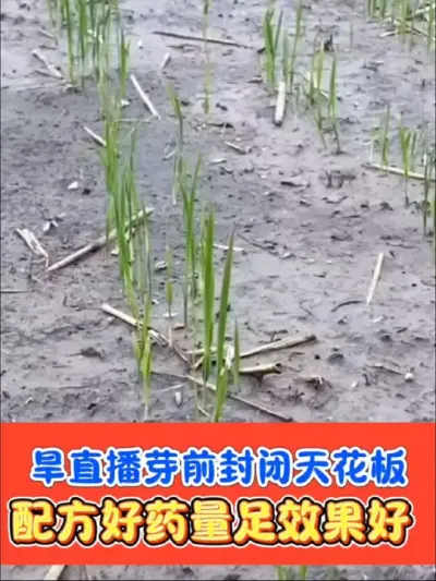 旱直播水稻芽前封闭天花板 旱直播水稻播种盖籽后，出芽前封闭#水稻 #水稻种植 #水稻除草剂 #农资肥料 #农业种植