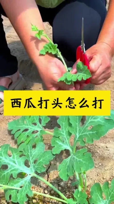 #种西瓜#西瓜种植#西瓜种植技术#西瓜打头 #西瓜管理