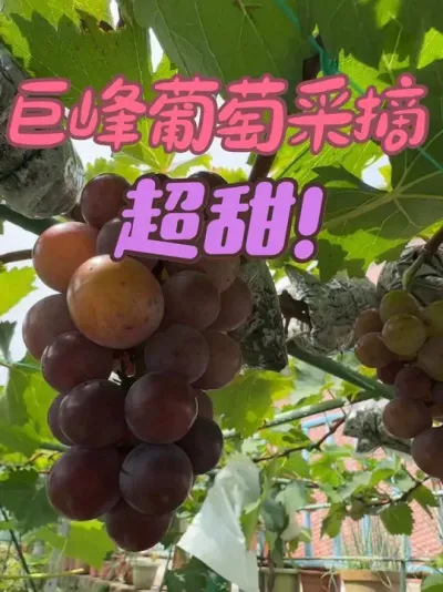 巨峰葡萄一茬果完全转色了，今天准备采摘下来，测一下完熟的巨峰葡萄糖度如何？#巨峰葡萄#采摘葡萄