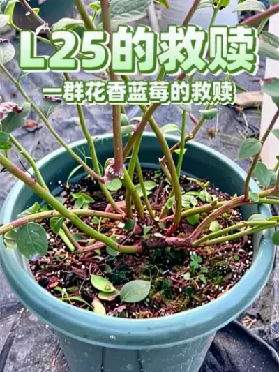 一群花香蓝莓的救赎，它要开花了，未必，整一整给一些关爱了，不能随便放哪儿不管了#盆栽蓝莓 #楼顶果园 #盆栽果树