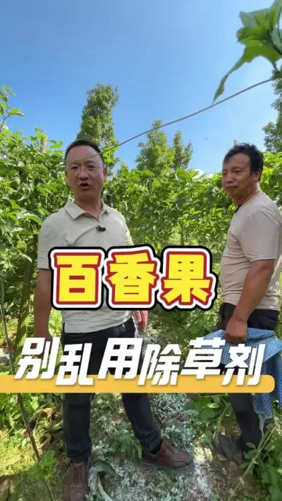 百香果地，最好不要乱用除草剂。#百香果#农业技术推广#除草剂药害#农业服务
