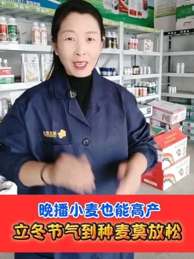 立冬抓紧种小麦 #小麦种植 #立冬 #农业种植