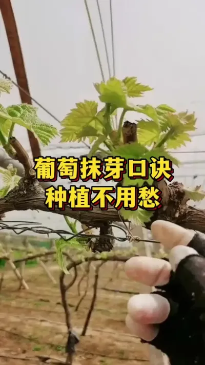 葡萄抹芽口诀，种植不发愁#农业种植 #三农 #种植小技巧