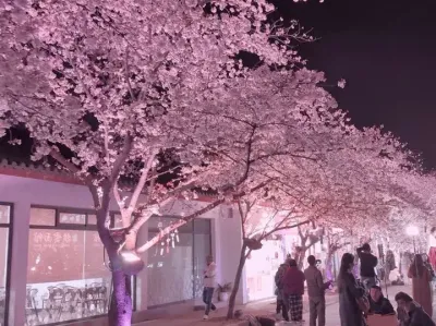 不要犹豫 请立马艾特世界上最最最可爱的女孩来看樱花.#樱花🌸