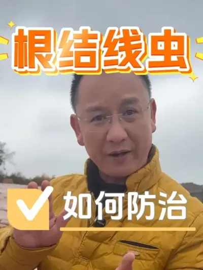 根结线虫不是大病，防治不好会要命！#根结线虫 #种植小技巧 #种植技术 #农业种植 #农资肥料