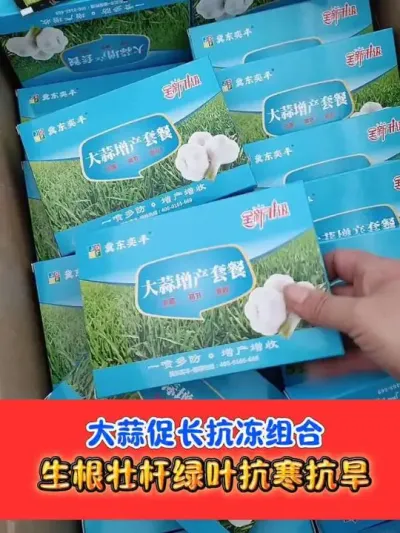 大蒜三四叶喷施一遍药，来年产量高 #大蒜种植 #大蒜 #农业种植