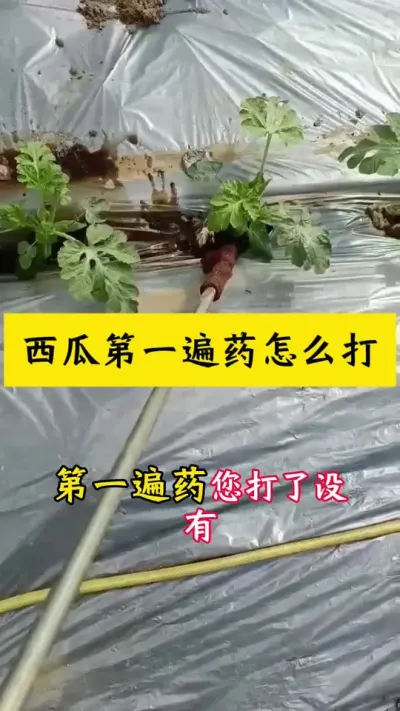 #西瓜种植 #西瓜病害#种西瓜#西瓜种植技术#大棚西瓜