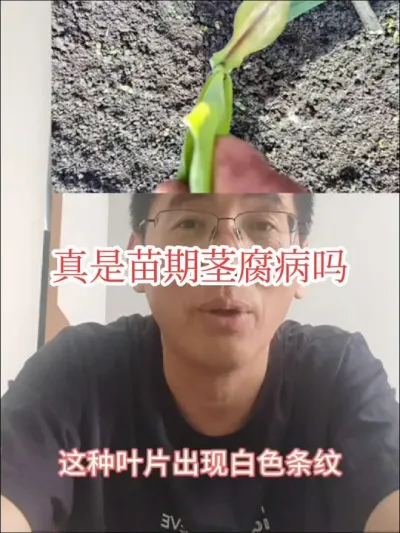 #来抖音学农技 #2025新农人计划 #玉米苗期茎腐病  今年还有叶片花白或者发紫，苗不愿意长，劈开根发黑的情况，很多人说是苗期茎腐，其实呢并不是，怎么治呢？