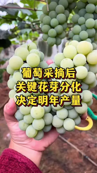 葡萄采摘结束后，关键花芽分化，决定明年产量#优质农产品 #农业种植 #葡萄种植