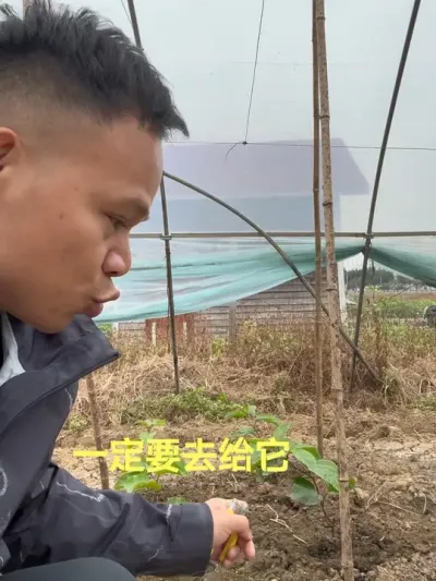 下种之后促根的重要性#农业技术推广 #果园管理 #种植技术 #技术分享 #种百香果