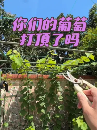 你们的葡萄打顶了吗？马上进入九月份了，葡萄枝条管理这项工作需要进行了。#盆栽葡萄#寒香蜜#葡萄打顶